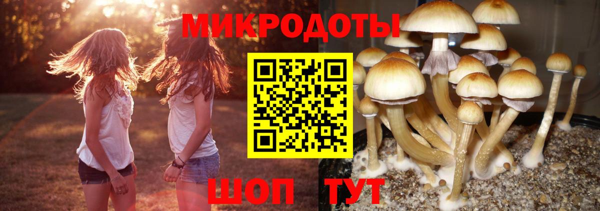 Пугачёв  наркотики  Вход с VPN  Псилоцибиновые грибы Magic Shrooms  Псилоцибиновые грибы Psilocybine cubensis 